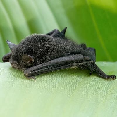 蝠鼠|喜山鼠耳蝠 Myotis muricola